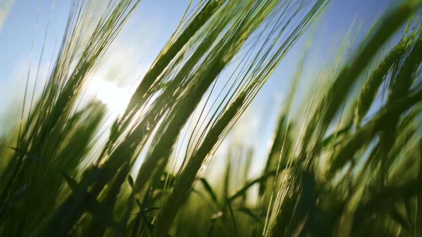 The rays of the sun shine through the spikelets of barley. Agriculture. The wind sways wheat in the field, waves of crops. A cereal field for making bread. A large crop of grain. Agricultural business Royalty-Free Stock Footage #1055105354