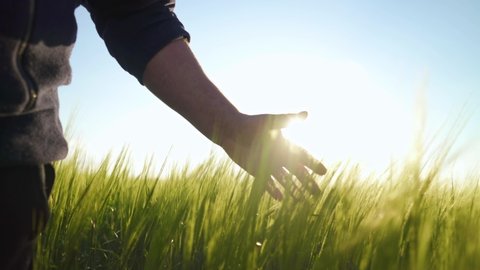 Farmer strokes spikelets of barley in the rays of the bright sun. Landowner inspects a crop of wheat. Cereal field for making bread and beer. Happy farmer rejoices in the harvest. Agriculture.