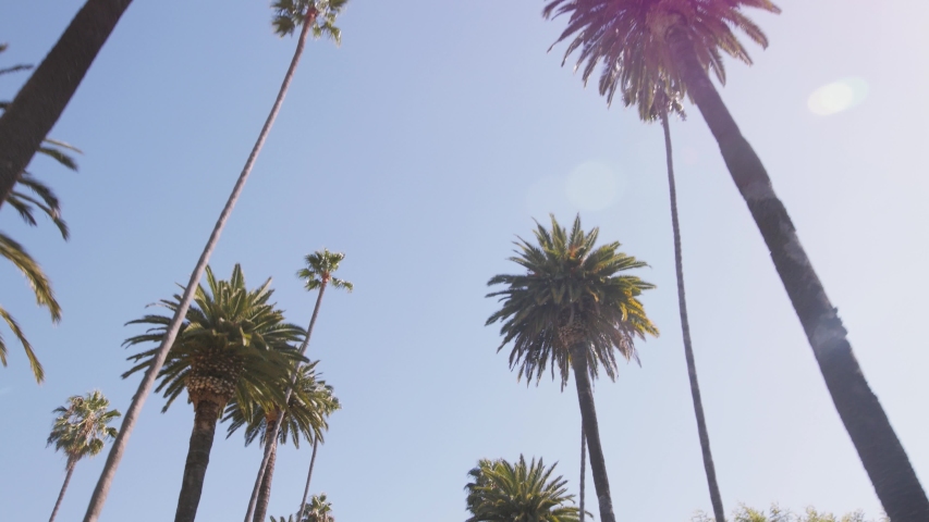 Looking up at Palm Trees Against a Clear, Blue Sky. Captured with a Gimbal in 4k resolution. Location: N Bedford Drive, Beverly Hills, Los Angeles, California, United States.   Royalty-Free Stock Footage #1055108345
