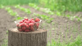 A food container filled with strawberries stands on a wooden deck. Fruits filled with vitamins and useful substances for the body. Products for proper healthy nutrition. The strawberry crop.