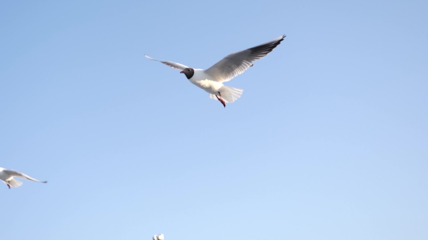 Baltic sea gulls birds flying in slow motion on a beach in the sky and over sand