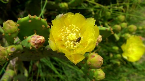 Closeup view video footage of green cactuses plants growing in desert. Cacti blooming with beautiful yellow flowers. Cute bee searching for sweet nectar inside of flower.