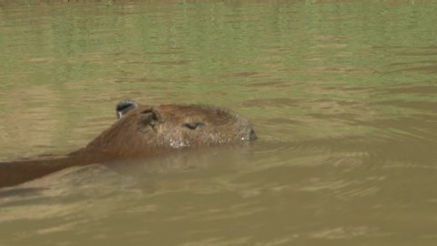Capybara is The largest rodent species in the world, Life in Bolivia, South America. The capybara is a giant cavy rodent native to South America. It is the largest living rodent in the world. 

