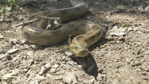 Green Anaconda Stock Video Footage 4k And Hd Video Clips Shutterstock