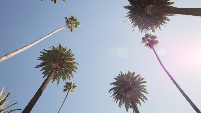 Driving on a Street Lined with Palm Trees. Slow Motion, Looking Up, Gimbal. Captured on a sunny day in Beverly Hills, California in 59.94 fps. Location: N Bedford Drive, Los Angeles, CA, United States Royalty-Free Stock Footage #1055114492