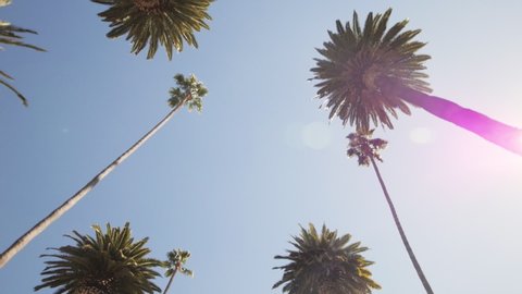 Driving on a Street Lined with Palm Trees. Slow Motion, Looking Up, Gimbal. Captured on a sunny day in Beverly Hills, California in 59.94 fps. Location: N Bedford Drive, Los Angeles, CA, United States