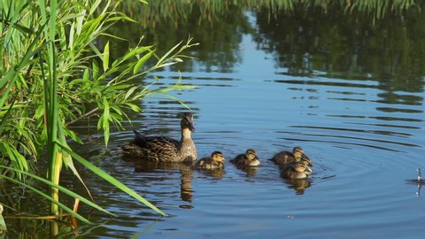 Mallard Duck with Ducklings Floating in the Pond in Summer Park. Slow Motion. Animals and Wildlife Concept