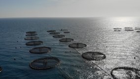 Real time drone aerial video oysters and mussels farm, method of net cage floating in the Mediterranean Sea, picturesque landscape with cliffs blue water and Almeria city distant view, Andalusia Spain