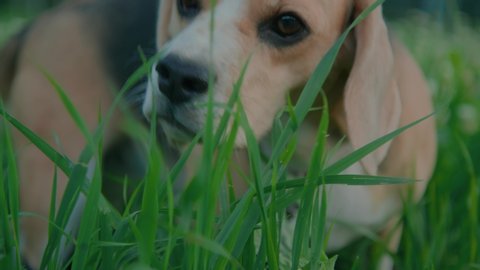 Close-up: cute brown dog Beagle chewing green grass in a clearing. Dog eats vitamins, pet food in the wild. A puppy in search of food in nature. Slow motion, 4K