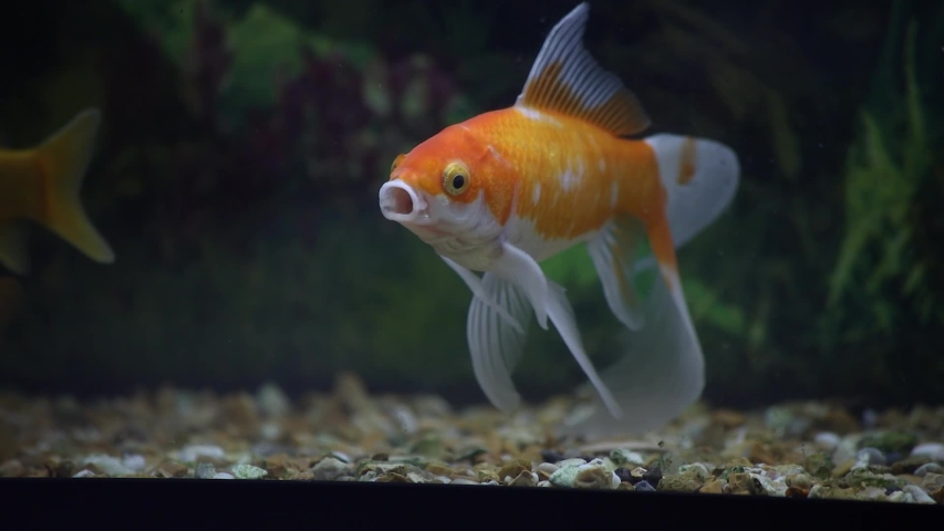 Orange and White Goldfish Yawning in the Water | Shutterstock HD Video #1055120399