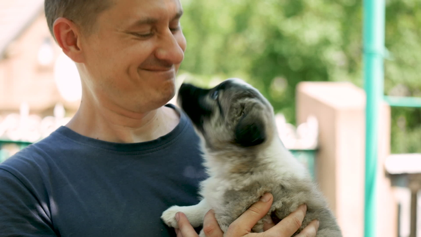 Volunteer Man Took Puppy From Shelter. Adopted Animal. Small Cute Pet Finds Home. Puppy Gratefully Licks a Person's Face. Happy Emotions Concept | Shutterstock HD Video #1055120417