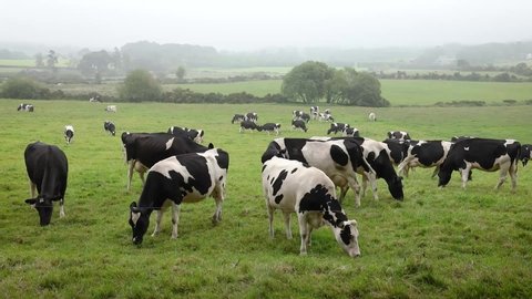 A Herd of Friesian Cattle Grazing in Foggy Fields, Ireland