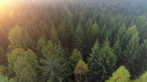 Aerial view of forest in Sweden at sunrise. Drone shot flying over spruce conifer treetops, nature background footage in 4K resolution