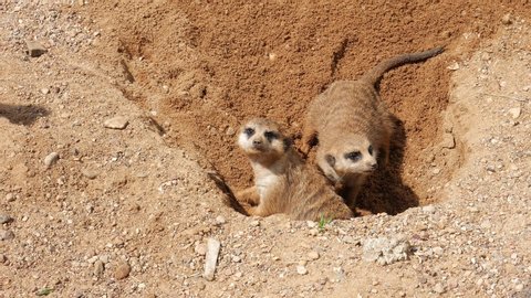 Meerkats dig a hole in the sand.