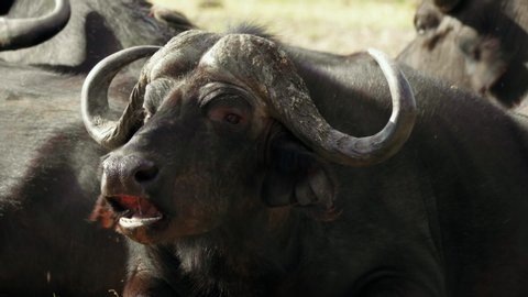Close up shot of a resting African Cape Buffalo slowly chewing, surrounded by a herd.