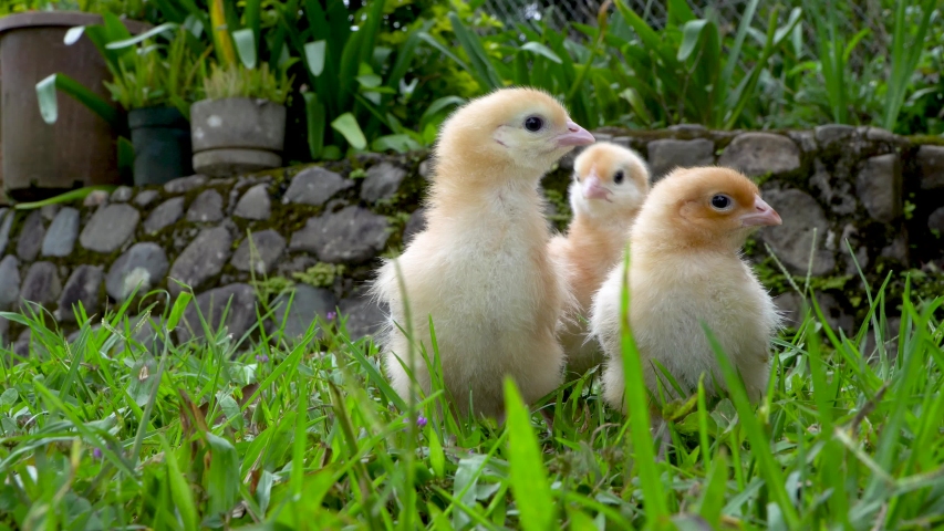 bird pecking camera