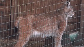 Eurasian lynx close up behind a grid in a reservation - Powered by Shutterstock - Get 15% off with code: PIKWIZARD15