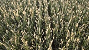 Spikelets of wheat on the field. Rows of grain on the farm. Agro-industry for growing cereals.