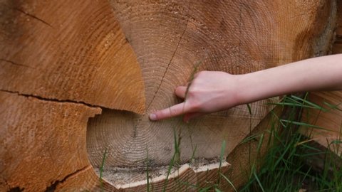 A child counts annual rings on a tree cut with finger. The study of woody plants. A way to determine the age of a tree. Dendrology. Education of children in their free time. Natural knowledge.