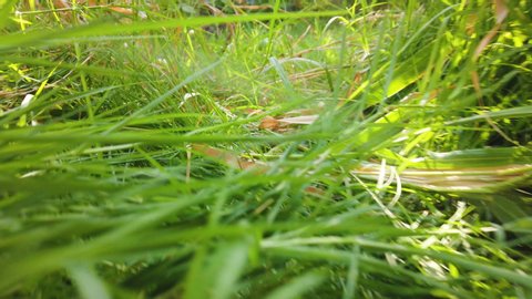 Point Of View Of An Animal Running, Escaping, Through Grass Blades. Suddenly, a wild animal runs away scared. Concept of animal life, hunt, run, killing, pov, running rat, follage, steady shot running