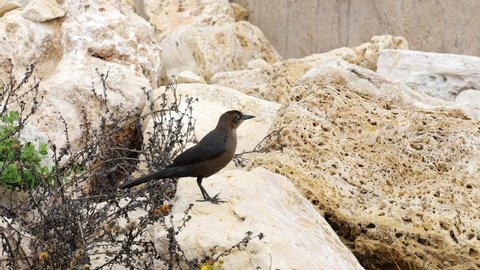 Two beautiful Great-tailed grackle birds on tan boulders. Landing, hopping, flying away.