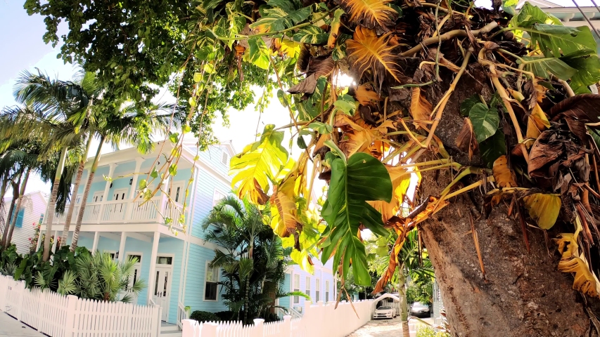 Devils Ivy growing on a tree