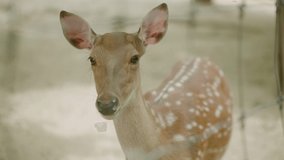 It's a video of a deer in harmony with nature.
