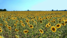 Sunflower is a great stock video that shows footage of a beautiful sunflower in a sunflowers field.