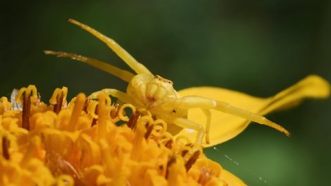 crab spider  on Arnica montana, attack position, Thomisus species