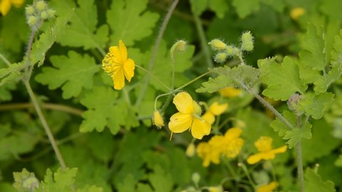 Flowering plants celandine in summer. Yellow medicinal flower for the treatment of warts