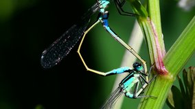 Pair of Blue-tailed Damselfly during copulation. Their Latin name are Ischnura elegans.