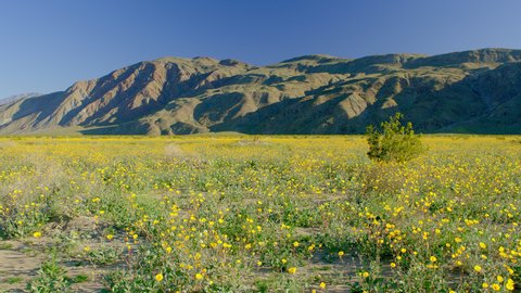 WS PAN Field of yellow wildflowers growing in desert landscape