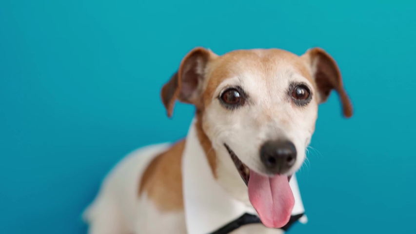 dog collar video camera