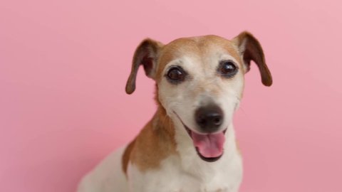 Adorable dog Jack Russell terrier face portrait on pink background. Looking to the camera. Cute funny smiling muzzle. Smart eyes look. shallow depth of field video footage. Soft natural light. 