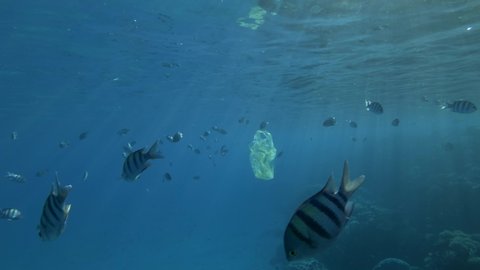 Yellow plastic bag slowly swims with school of tropical fish under surface in blue water in sunlight. Plastic pollution of ocean. School of fish Indo-Pacific sergeant or Sergeant major. 4K-50fps