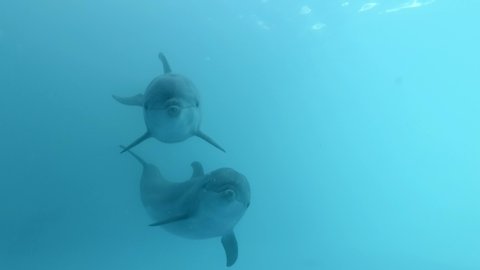 Dolphin Selfie - A pair of curious dolphins approaching the camera. Extreme close-up of Bottlenose Dolphins swims in the blue water