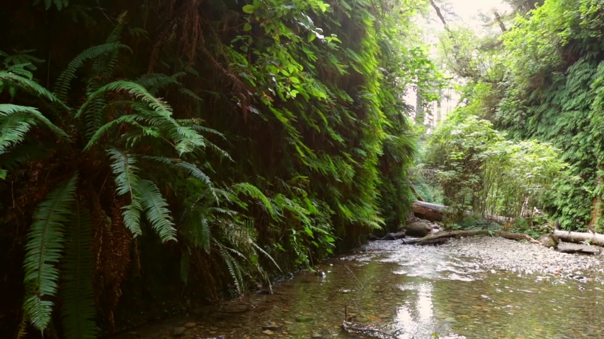 fern canyon in Redwoods National Park, USA, California