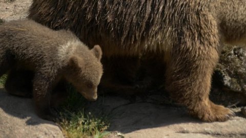 Big Bear walking across Cliff with her Bear cubs looking for Food | Slowmotion |