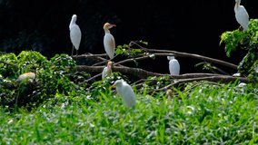 the environment of egret birds and other species in conservation areas