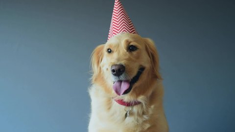 Cute golden retriever dog wearing in birthday hat. Isolated on gray background.