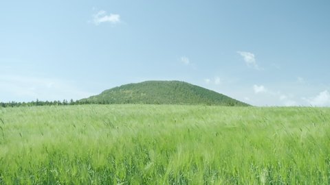 The blue sky and the vast green barley field. Jeju Island.