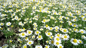 White flowers daysies of chamomile on green nature field with blue sky. Full HD clip