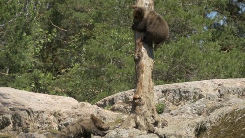 Bear cubs playing with each other and Climbing a big tree | Slowmotion |