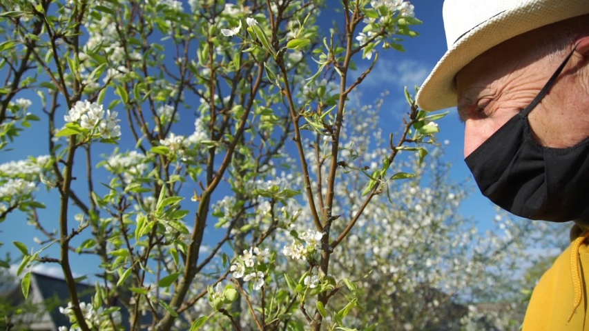 wrinkled pensioner in white hat and black mask stands looking at blossoming apple tree against blue sky slow motion close view