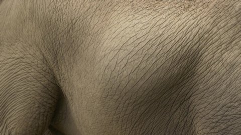 Pregnant Elephants moving belly, close up of thick beautiful skin | Slowmotion |