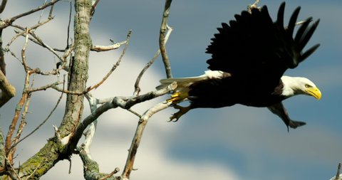 Bald Eagle perched on tree, then flies away, filmed in slow motion.