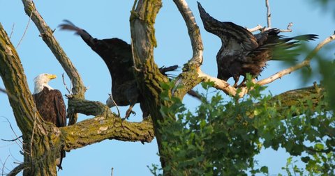 Bald Eagles perched on tree, juvenile flies in and pushes off bald eagle, filmed in slow motion.