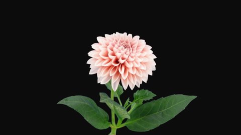 Time-lapse of opening pink dahlia (Georgine) flower 7x3 isolated on black background

