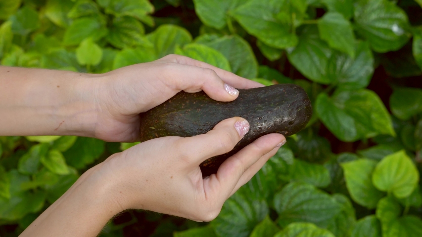 Woman Hands Hold and Open Two Cut Halves of Fresh Green Avocado on the Bright Green Grass on Background in Nature. Healthy Vegan Food Concept