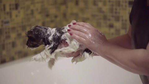 Caucasian woman washes a puppy in the bathroom. Beaver York in the shower. Groomer in the bathroom. Dog at home. High quality FullHD footage